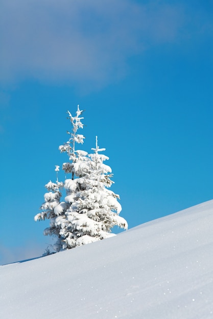Wintersneeuw bedekte sparren op berghelling op blauwe hemelachtergrond