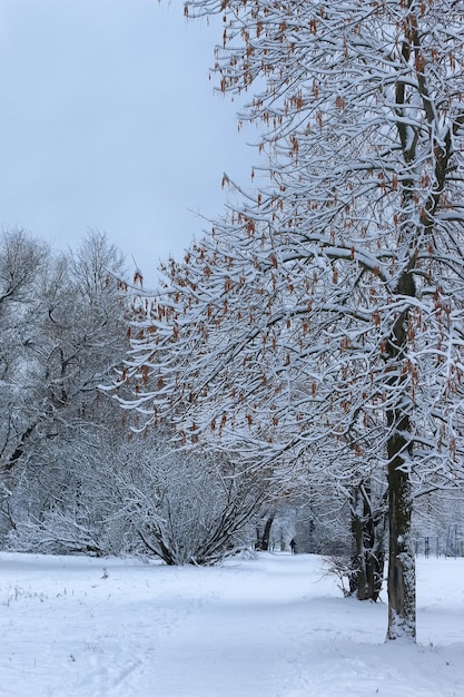 Wintersneeuw op boom PARK