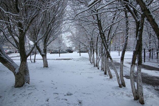 Wintersneeuw op boom PARK