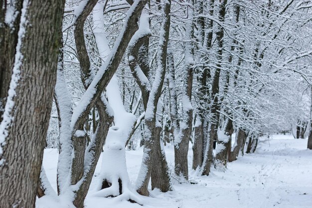 Wintersneeuw op boom PARK