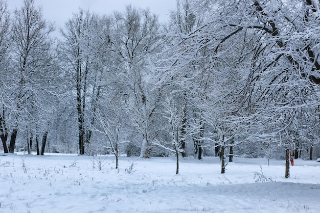 Wintersneeuw op boom PARK