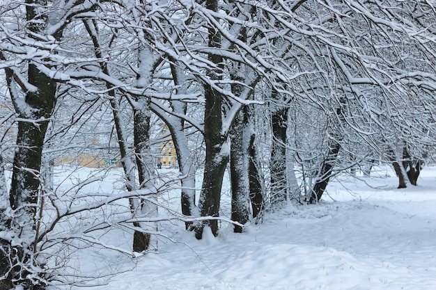 Wintersneeuw op boom PARK