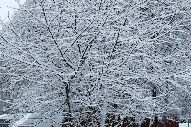 Wintersneeuw op takboom