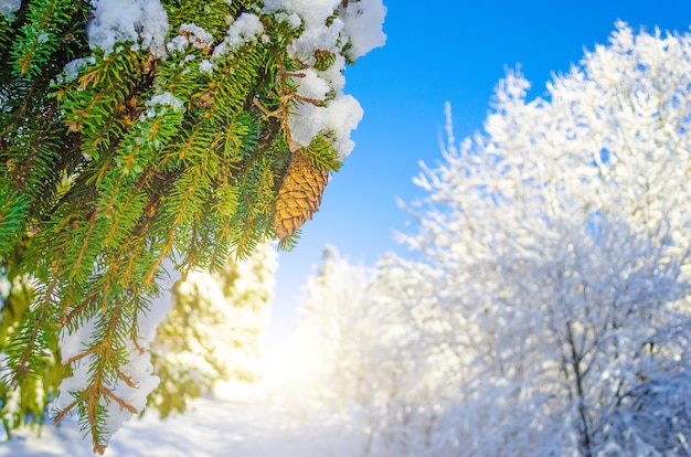 Wintersoorten met sneeuw bedekte takken van naaldbomen tegen een heldere heldere ijzige hemel.