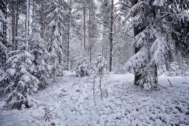 wintersparren in het boslandschap met sneeuw bedekt in december