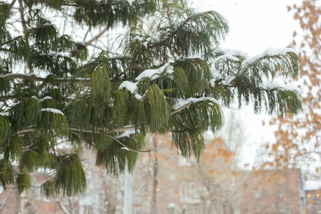 Wintersparren takken met sneeuw in winterpark