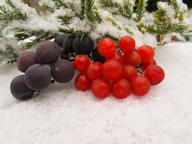 Winterstilleven van zwarte druiven en rode bessen van viburnum op sneeuwachtergrond