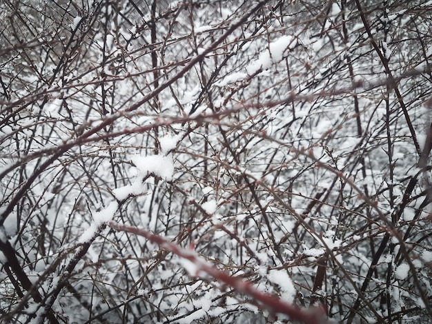 Wintertakken van bomen in rijm op achtergrondsneeuw en witte hemel. winter achtergrond