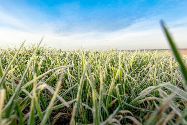 Wintertarwe bedekt met ijskristallen en vorst in de winter