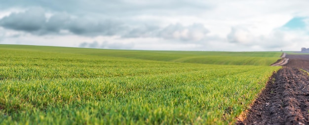 Wintertarwespruiten op een groot landbouwgebied Landbouwgrond met regenachtige wolkenachtergrond