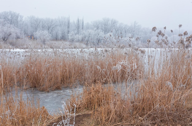 Wintertijd in bosmeer