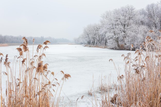 Wintertijd in bosmeer