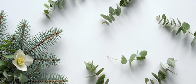 Photo wintertime eucalyptus and white helleborus flower panoramic banner image winter flat lay