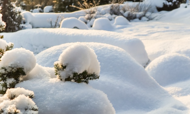 Wintertuin bedekt met een dikke laag witte pluizige sneeuw op een zonnige dag natuurlijke winter