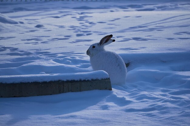 Foto wintervignetten die de kortstondige schoonheid van de natuur vastleggen