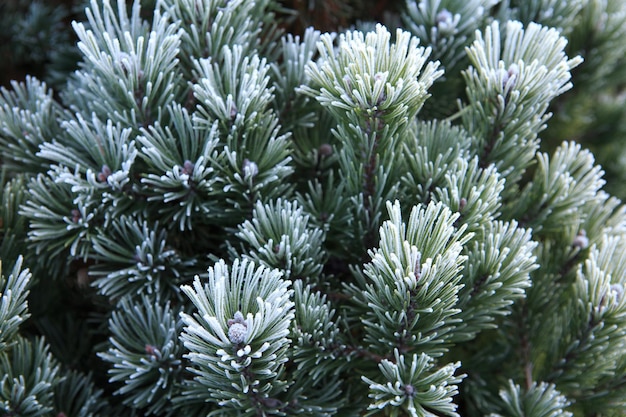 Wintervorst op dennenboom close-up