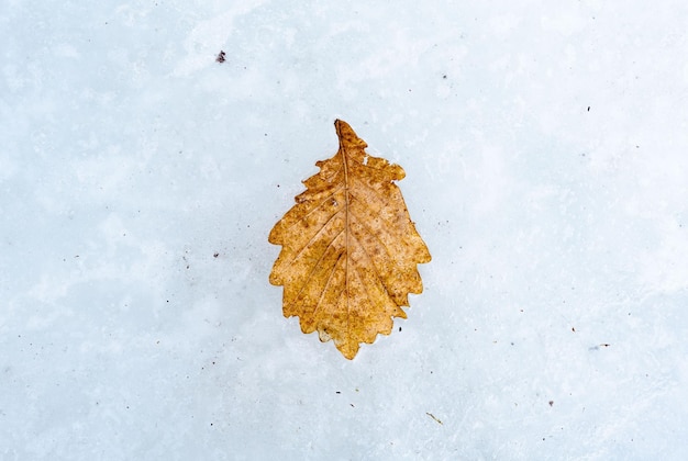 Wintervorst op een eikenblad met een met vorst bedekte achtergrond Landschap met kopieerruimte Foto van hoge kwaliteit