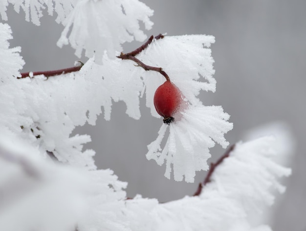 Wintervorst Rozenbottelbes in de rijp