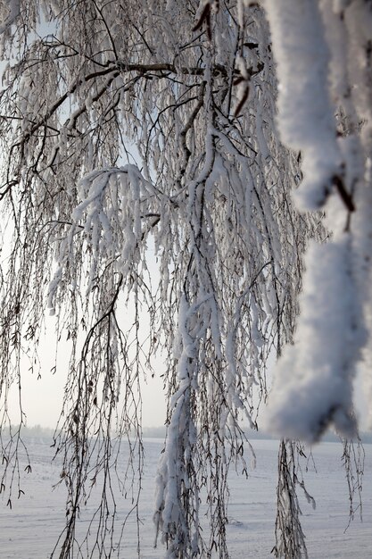 Winterweer in het park of bos en loofbomen