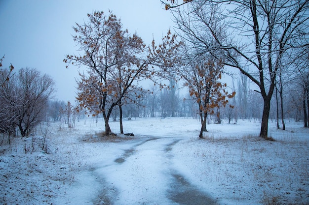 Winterweg in het besneeuwde bos.