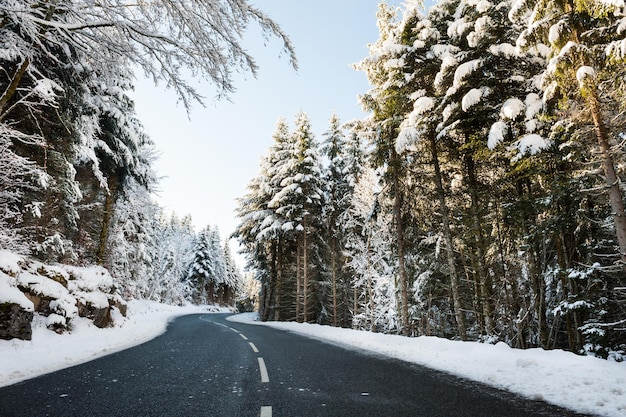 Winterweg met besneeuwde bomen. Prachtig winterlandschap