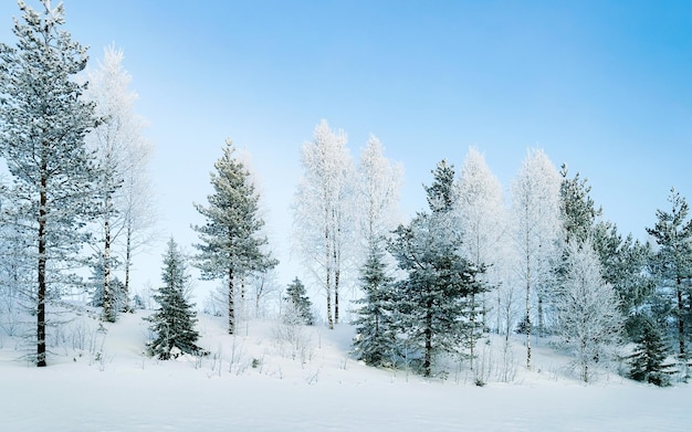 Winterweg met sneeuw in Finland. Landschap van Lapland in Europa. Bos langs snelweg tijdens rit. Sneeuw reis. Koude oprit. Rijden op de Finse snelweg in het noorden van het dorp Rovaniemi. Uitzicht met boom