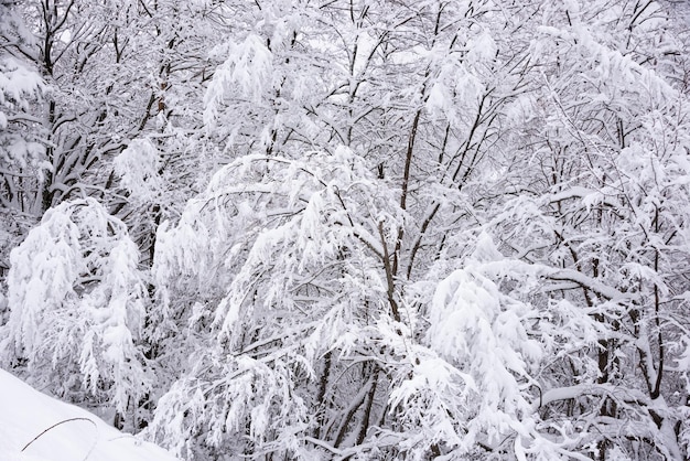 Winterwit landschap met besneeuwde bomen