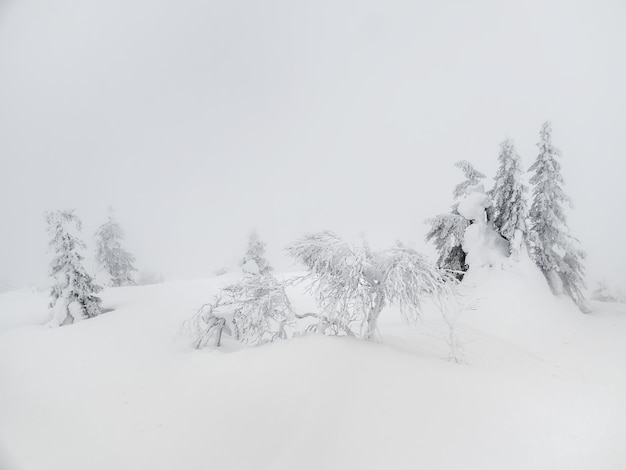 Winterwit minimalistisch natuurlandschap besneeuwde struiken en bomen op een witte heuvel slecht zicht sneeuwstorm