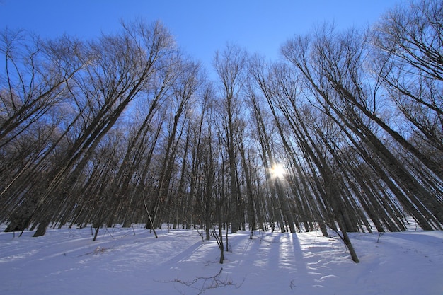 Wintry forest