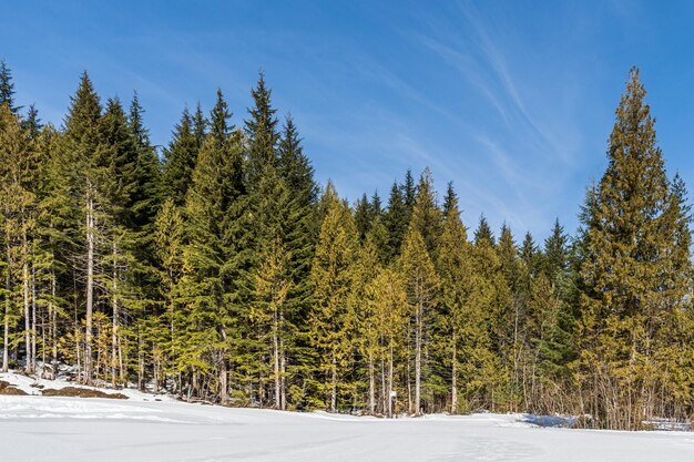Wintry landscape scenery with modified cross country skiing way in evergreen forest Canada