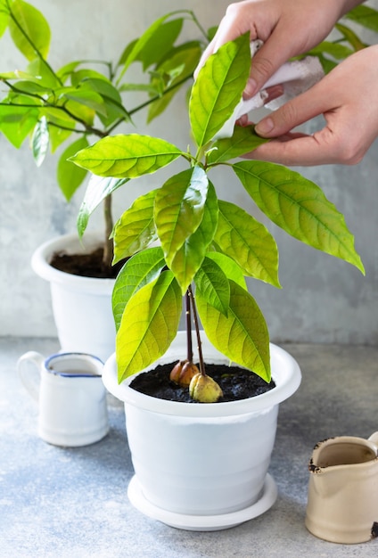 家で育てた湿った布アボカドの木とオレンジの木で植物の葉を拭きます