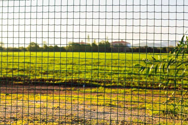 Wire fence with green grass on background. Garden green color grid fence