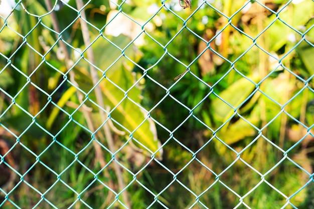Wire fence with green grass . Garden green color grid fence