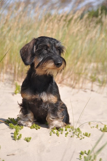 Wire haired dachshund dog sitting on sand