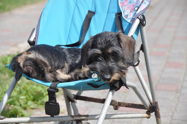 Wire haired dachshund dog sleeping in a baby carriage