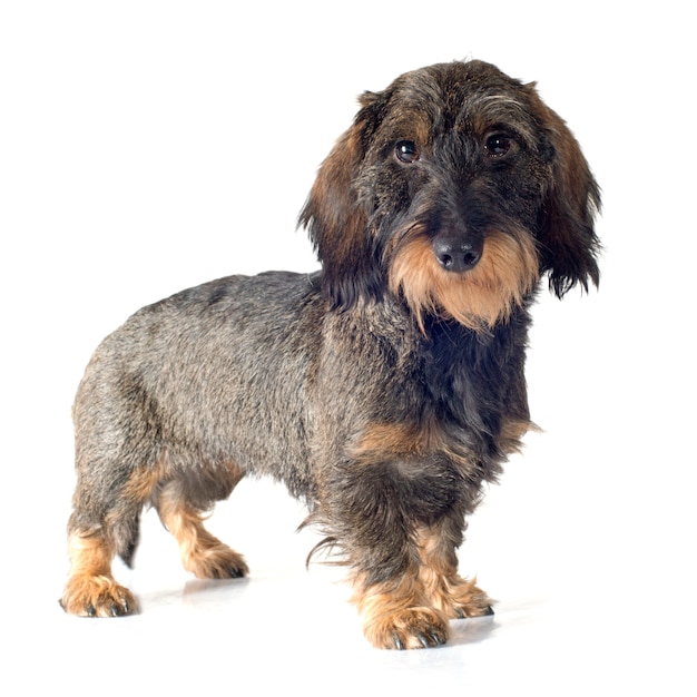 Wire-haired dachshund