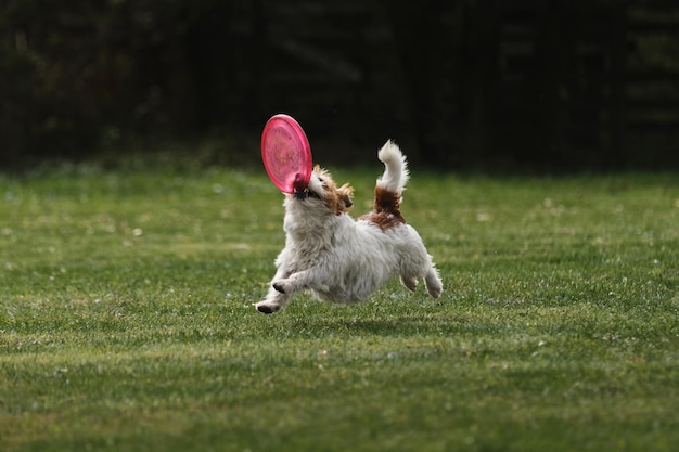 Wire haired Jack Russell Terrier goes in for sports on warm summer day outdoors in park clearing