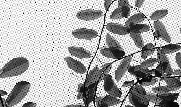 Wire mesh with ivy