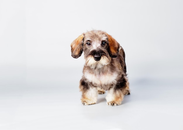 A wirehaired dachshund after express molting on a light background