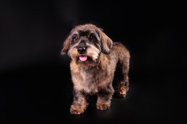 A wirehaired dachshund after trimming on a black background