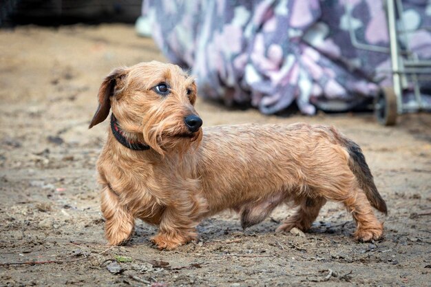 写真 犬のショーでのワイヤーヘアダックシュンド