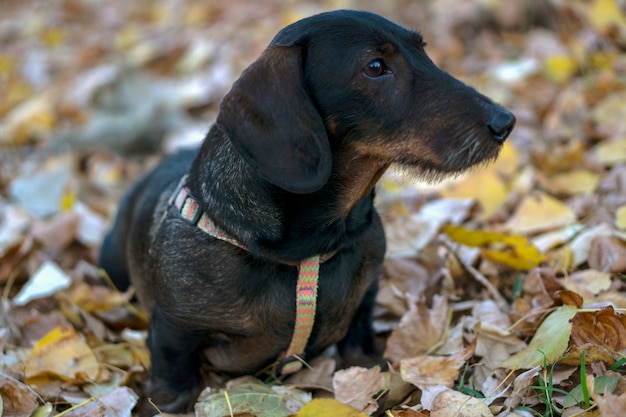 Wirehaired dachshund walking in the forest in autumn