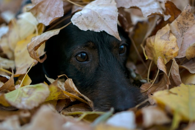 Wirehaired dachshund walking in the forest in autumn