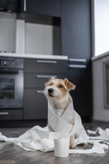 ワイアーヘアードのジャック ラッセル テリアの子犬がキッチンで遊んでいる 白いトイレット ペーパーに包まれた犬