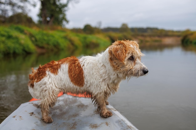 Foto un jack russell terrier dai capelli di filo si trova sulla prua di un kayak d'acqua rossa un cane in natura a bordo di una barca un animale in escursione lungo un fiume forestale