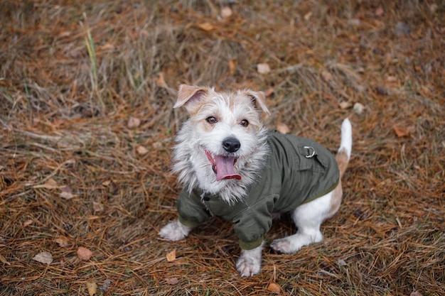Wirehaired jack russell terrier with a beard in a khaki jacket\
sits in the forest view from above military dog concept blurred\
background for the inscription