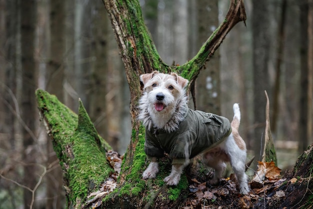 A wirehaired jack russell terrier with a beard in a khaki
jacket stands on a stump in the forest military dog concept blurred
background for the inscription