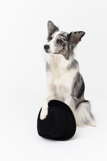 A wise dog sits on his ass and holds a black hat with his front paw Border Collie dog in shades of white and black and long and fine hair An excellent herding dog