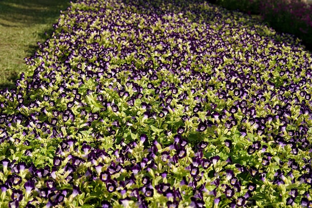 정원에 있는 위시본 플라워 블루윙스 토레니아 들판