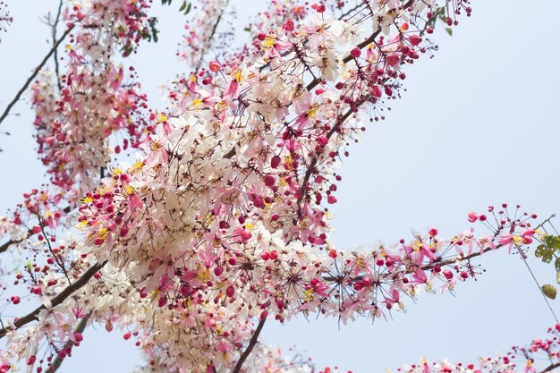 Wishing Tree, Pink Showe, Cassia Bakeriana Craib